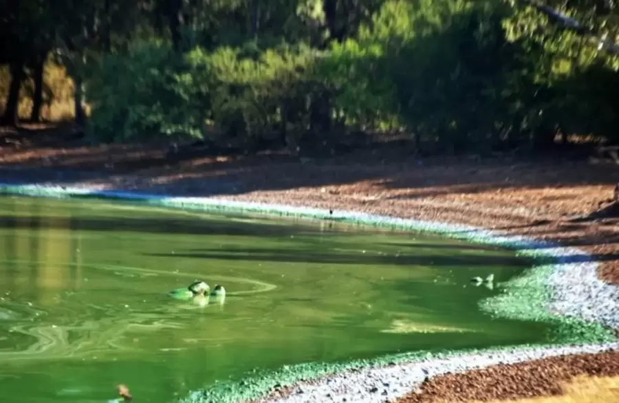 Lo m�s peligroso de la zona donde aparecieron los carpinchos es que, en ese mismo sector, hay gente ba��ndose.