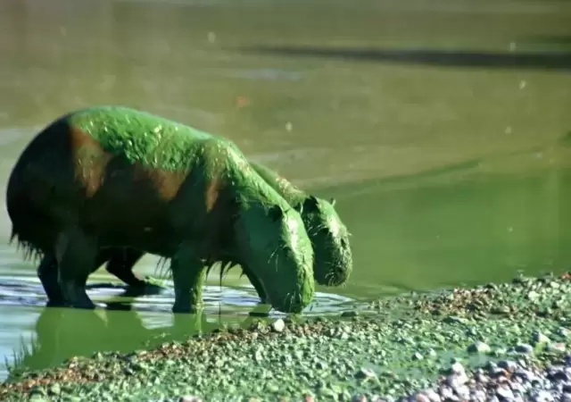 Pueden verse simp�ticos, pero su color verde es producto de las cianobacterias.