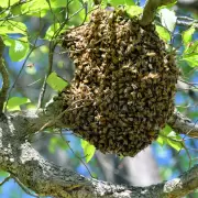 San Mart�n: un trabajador rural muri� al ser atacado por un enjambre de abejas