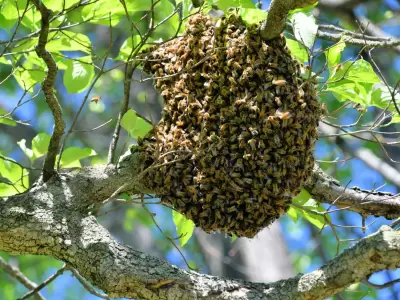 San Mart�n: un trabajador rural muri� al ser atacado por un enjambre de abejas