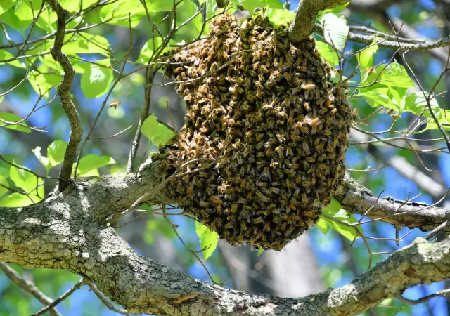 San Mart�n: un trabajador rural muri� al ser atacado por un enjambre de abejas