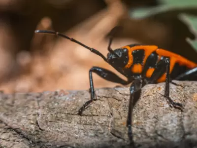 Los expertos recomiendan que si los chinche del arce aparecen en a tu hogar, es importante aspirar los insectos, depositarlos en una bolsa.
