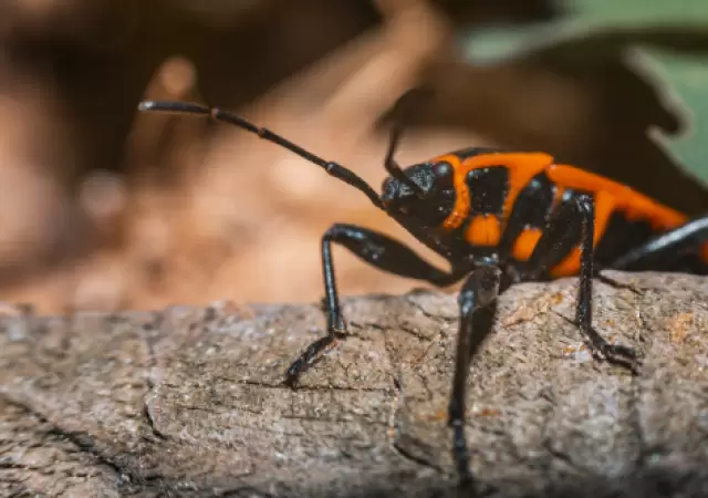 Los expertos recomiendan que si los chinche del arce aparecen en a tu hogar, es importante aspirar los insectos, depositarlos en una bolsa.