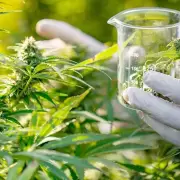 Cannabis medicinal: dar�n de baja m�s de 300 mil permisos para el autocultivo