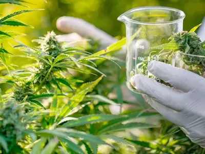 Cannabis medicinal.