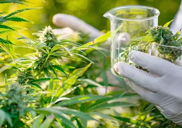 Cannabis medicinal.