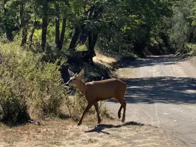 El animal registrado en el Parque Nacional Lan�n.