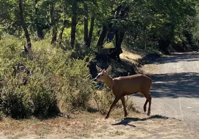 El animal registrado en el Parque Nacional Lan�n.