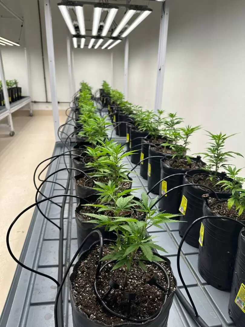 Cannabis medicinal.
