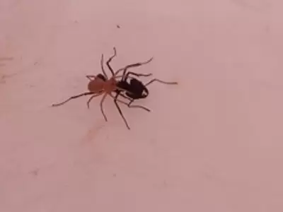 Denominada como Attacobius nigripes, fue encontrada en la Reserva de �acu��n.