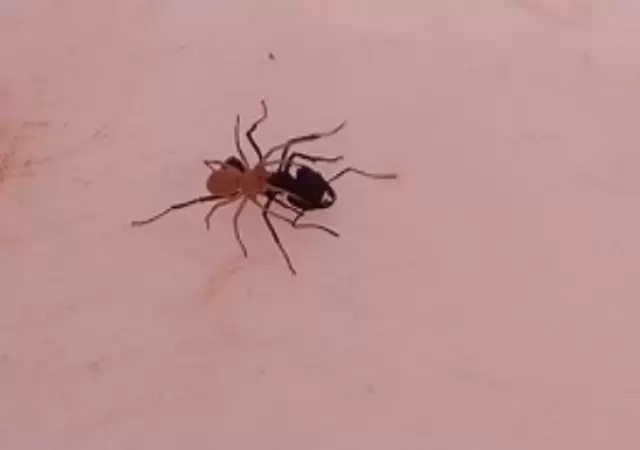 Denominada como Attacobius nigripes, fue encontrada en la Reserva de �acu��n.