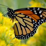 Conmoci�n: un adolescente se inyect� restos de una mariposa y muri� por una grave infecci�n