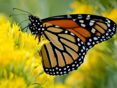 Un adolescente muri� al inyectarse l�quido de una mariposa