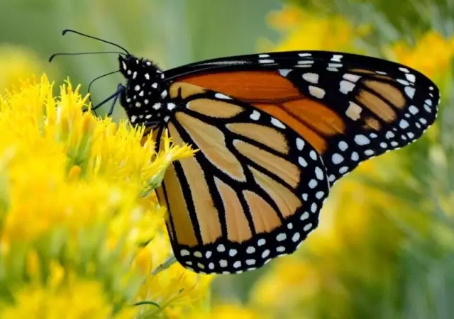 Un adolescente muri� al inyectarse l�quido de una mariposa