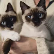 D�a del Gato: los secretos y curiosidades de estos animales dom�sticos
