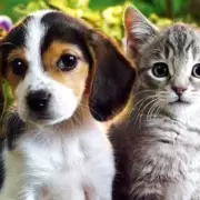 �Los gatos podr�n desplazar la preferencia de los argentinos por los perros?