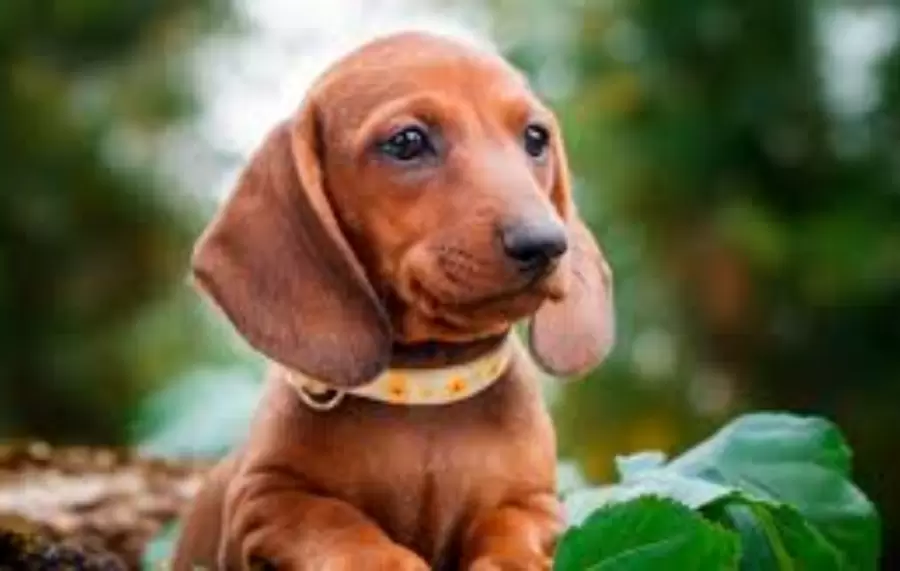 Perro