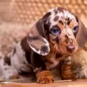 Perros manipuladores: las razas m�s astutas y descaradas