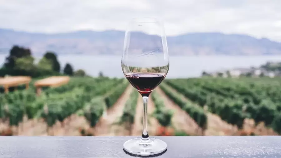 "En Mendoza somos abanderados de la industria del vino. Tenemos vinos excelentes, y enólogos reconocidos a nivel internacional" (M. di Rocco)
