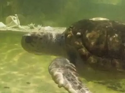 El tortugo Jorge ser� liberado en el mar.