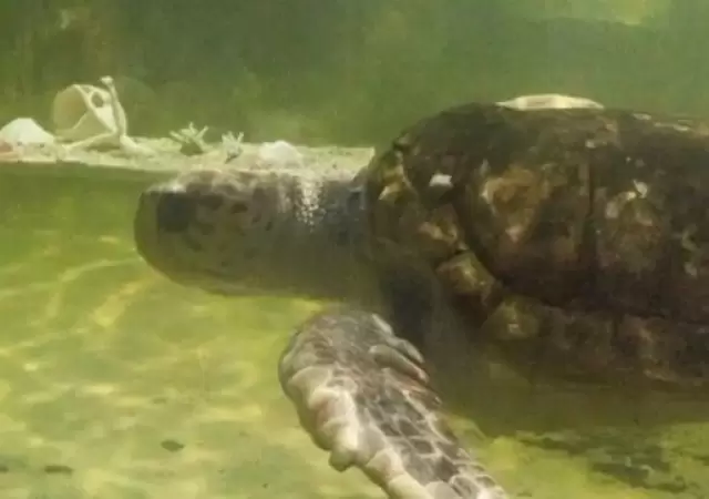 El tortugo Jorge ser� liberado en el mar.