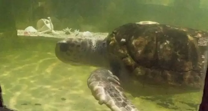 El tortugo Jorge ser� liberado en el mar.