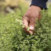 Mendoza marc� un hito mundial con una especia muy querida en San Carlos