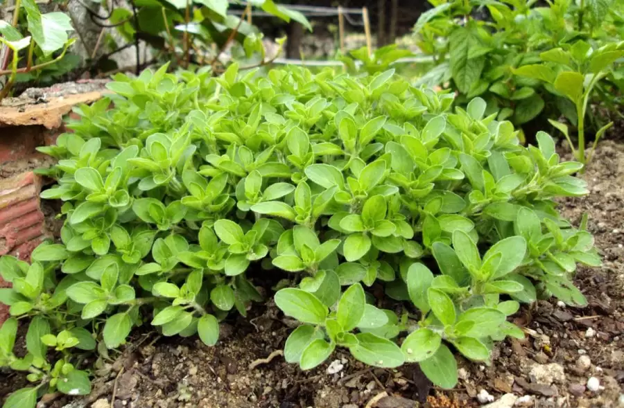 Oregano