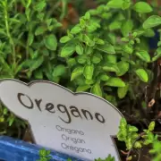El Valle de Uco se posiciona como cuna del mejor or�gano del pa�s