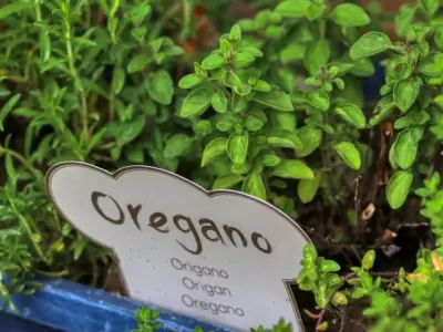 Producci�n de or�gano mendocino.
