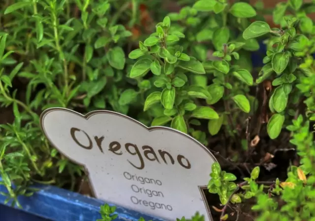 Producci�n de or�gano mendocino.