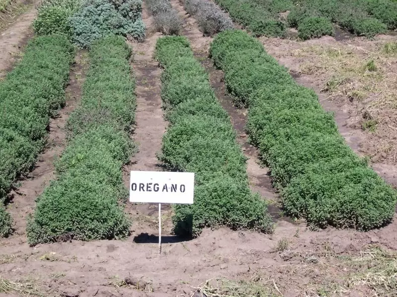 Orégano.