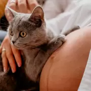 �Un gato o un hijo? Asombra la elecci�n de las mujeres argentinas