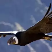 El Cóndor Andino un vuelo sagrado sobre los cielos cordilleranos