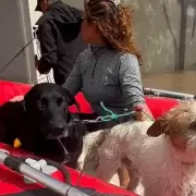 El terrible impacto en las mascotas por la inundaci�n de Bah�a Blanca