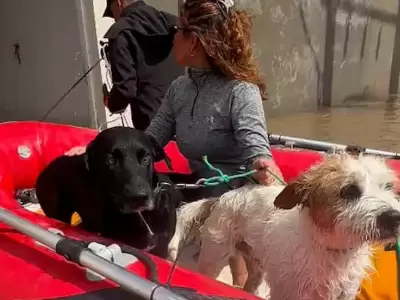 Animales rescatados en Bah�a Blanca.