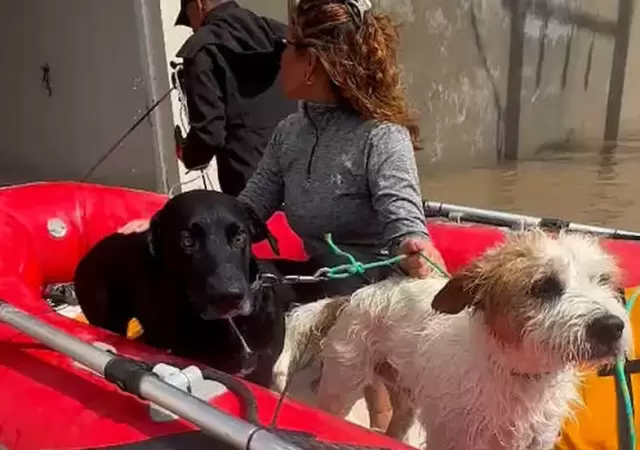 Animales rescatados en Bah�a Blanca.