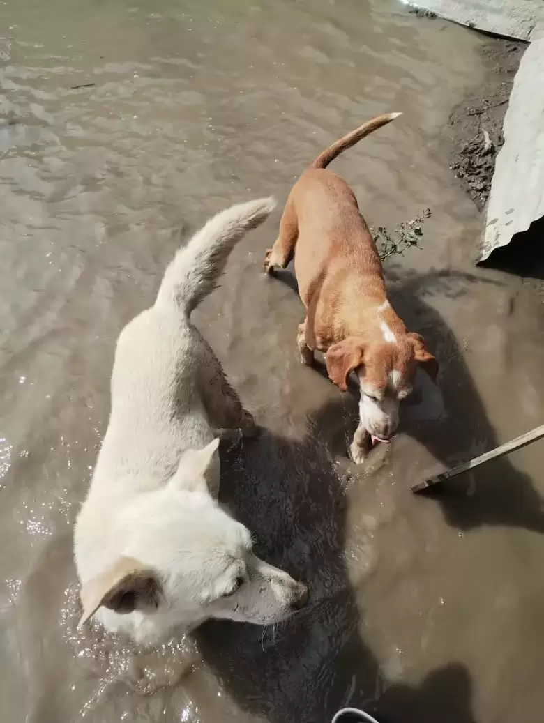 Animales rescatados en Bah�a Blanca