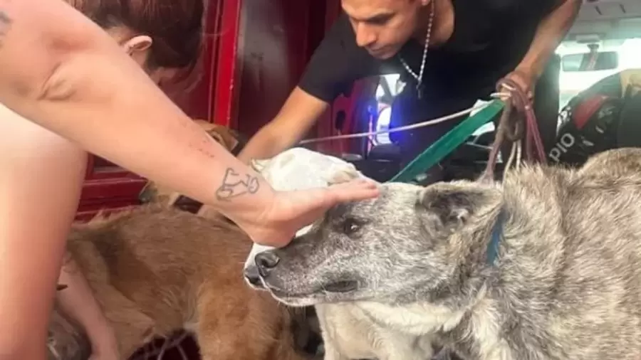 Animales rescatados en Bah�a Blanca