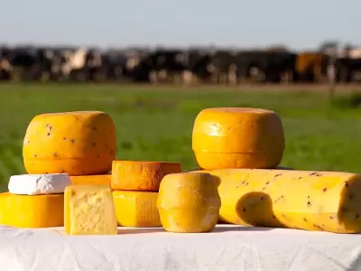 En Suipacha se pueden visitar establecimientos queseros y realizar degustaciones/