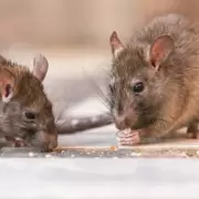 Un hombre murió por hantavirus en Bariloche y hay preocupación por nuevos contagio