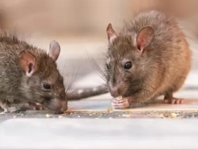 Prevenciones extremas contra el hantavirus