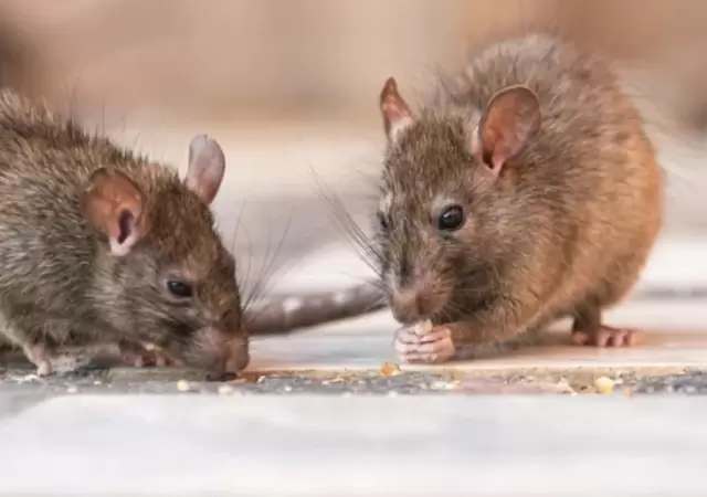Prevenciones extremas contra el hantavirus