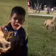 "¡Correlo, Ricardito!" Un perro ladrón de sanguches hizo transpirar a un nene