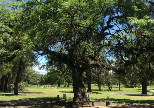 El 'Arbol de La Ramada' se encuentra en Tucum�n. (Foto: web)