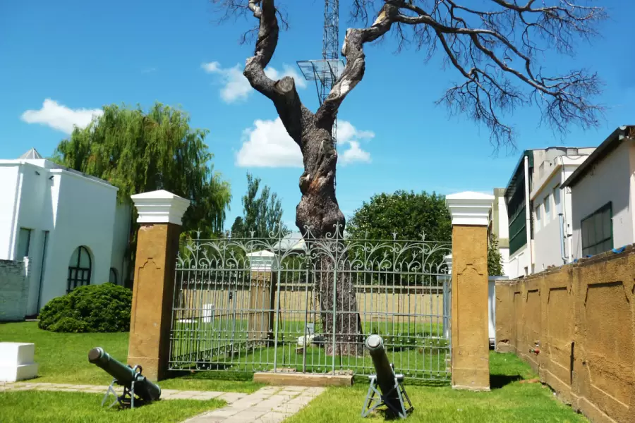 El 'Pino San Lorenzo' no sobrevivi�. (Foto: web)