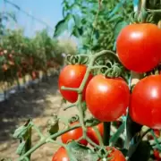Productores de tomate en alerta por la apertura de importación