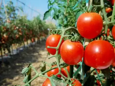 tomates