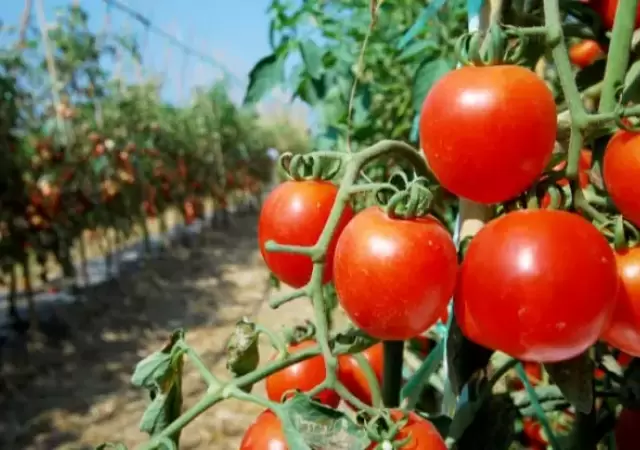 tomates