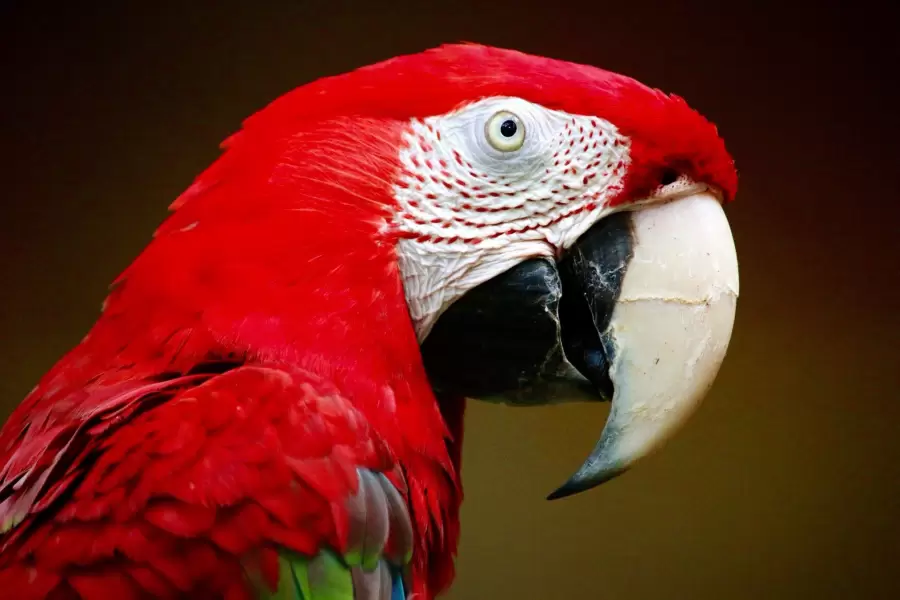 Loro